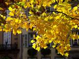 2006-10-21_11-32-20_octobre_132,0mm_1_125_eme_DiMAGE A2